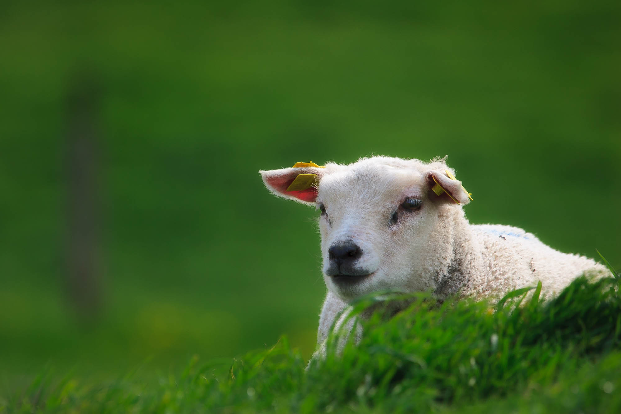 The resting lamb
